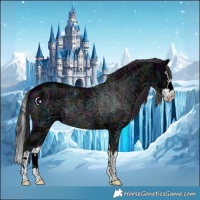 Horse Color:Midnight Black Splash 