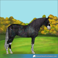 Horse Color:Midnight Black Splash