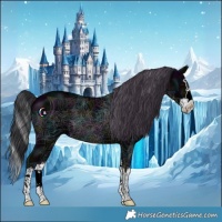 Horse Color:Midnight Black Splash 