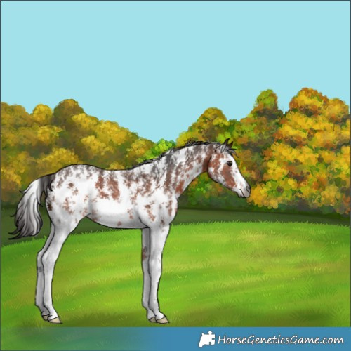 Horse Color:Gray Bay Sabino 