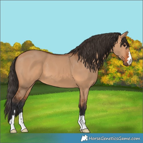Horse Color:Bay Dun 