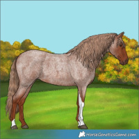 Horse Color:Red Roan Tobiano