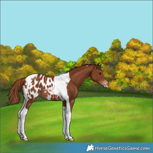 Horse Color:Chestnut Tobiano Appaloosa 