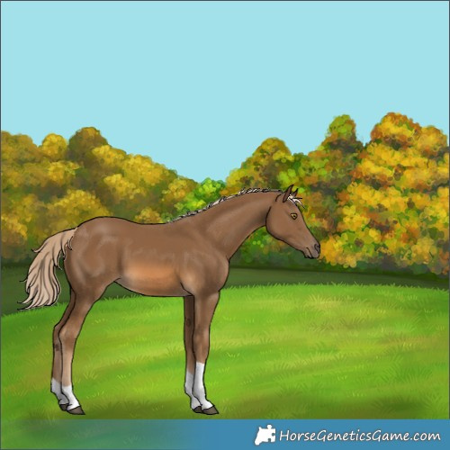 Horse Color:Chocolate Palomino Tobiano 
