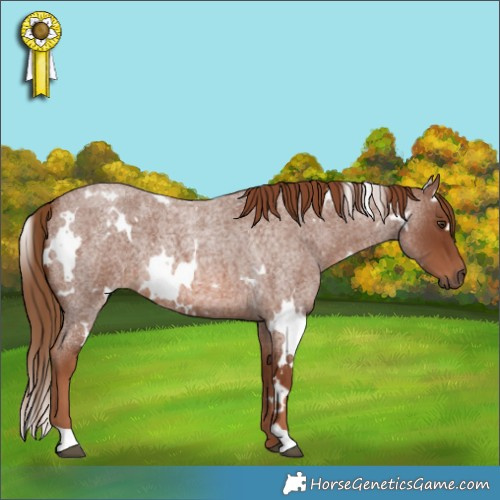 Horse Color:White Spotted Red Roan 