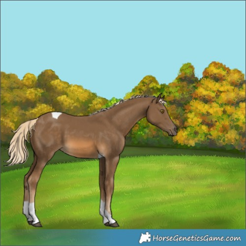 Horse Color:Chocolate Palomino Tobiano 