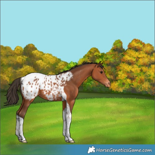 Horse Color:Bay Tobiano Appaloosa 