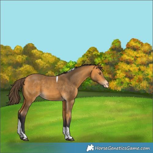 Horse Color:Buckskin Tobiano Appaloosa 