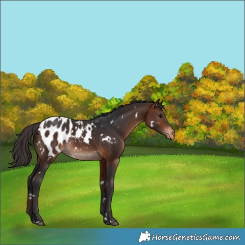 Horse Color:White Spotted Bay Appaloosa 
