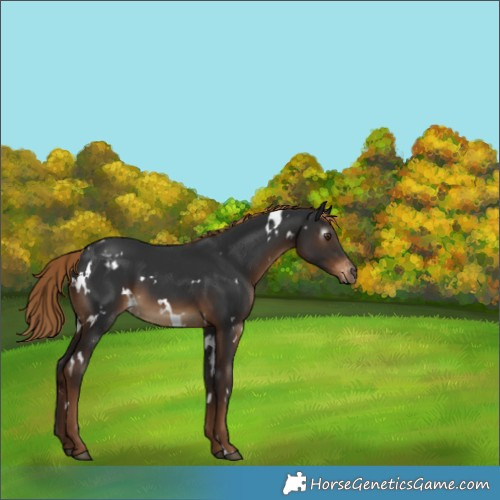 Horse Color:Gray White Spotted Liver Chestnut Appaloosa 