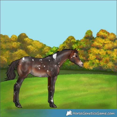 Horse Color:White Spotted Bay 