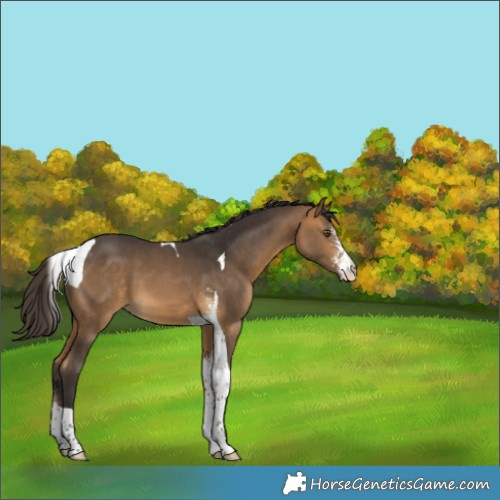 Horse Color:Buckskin Sabino Tobiano Appaloosa 