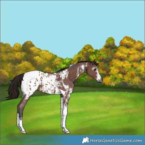 Horse Color:Gray Bay Sabino Tobiano Appaloosa 
