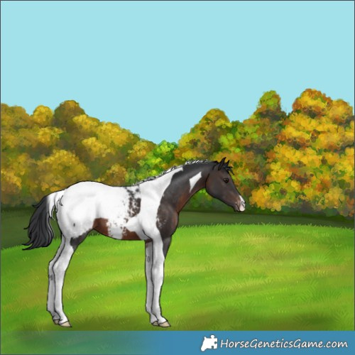 Horse Color:Brown Tobiano Appaloosa 