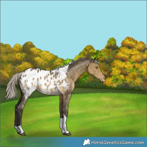 Horse Color:Silver Buckskin Dun Tobiano Appaloosa 