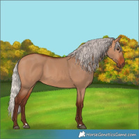 Horse Color:Silver Bay Dun 