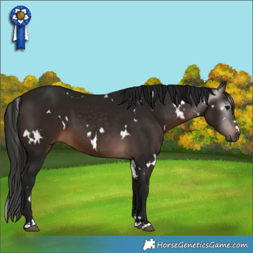 Horse Color:Gray White Spotted Bay 