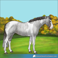 Horse Color:Liver Red Roan Splash Tobiano Varnish Rabicano