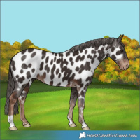 Horse Color:Liver Chestnut Appaloosa 