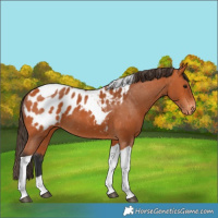 Horse Color:Bay Tobiano Blanket