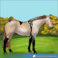 Horse Color:Gray Red Dun Tobiano Rabicano