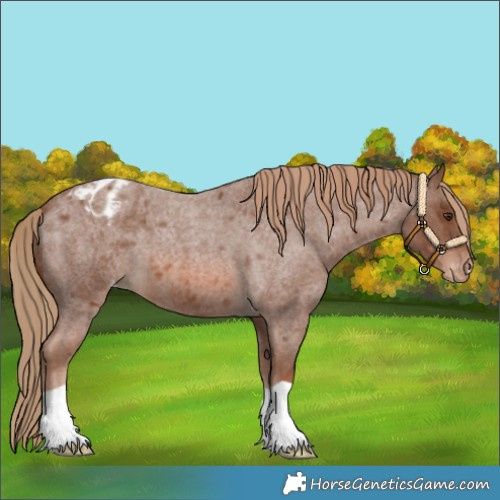 Horse Color:Red Roan Appaloosa 