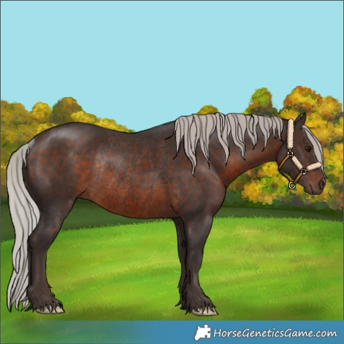Horse Color:Silver Brown Rabicano 