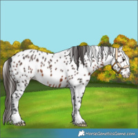 Horse Color:Brown Leopard