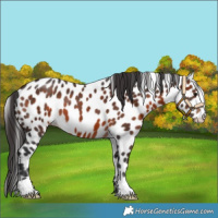 Horse Color:Brown Appaloosa