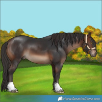 Horse Color:Brown 
