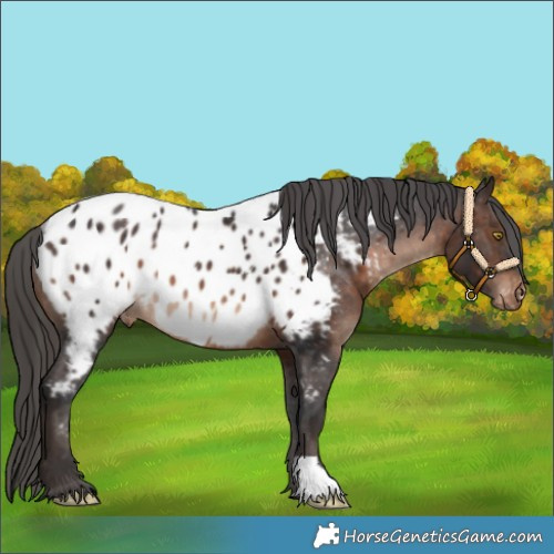 Horse Color:Brown Appaloosa Rabicano 