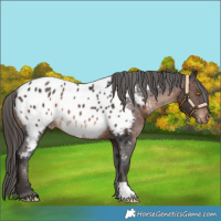 Horse Color:Brown Near Leopard Rabicano