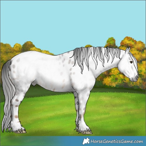 Horse Color:Gray Liver Chestnut Near Leopard Rabicano 
