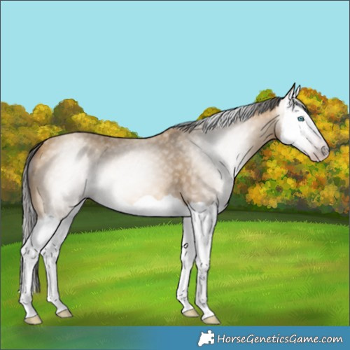 Horse Color:Gray Amber Cream Champagne Splash