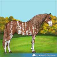 Horse Color:Chestnut Sabino