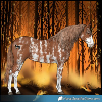 Horse Color:Chestnut Sabino 