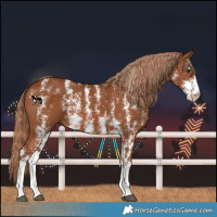 Horse Color:Chestnut Sabino 