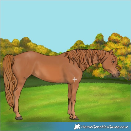 Horse Color:Chestnut 