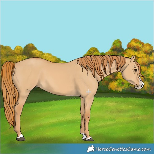 Horse Color:Red Dun Splash 