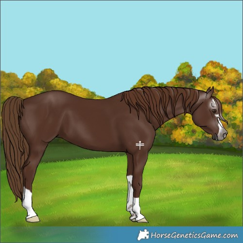 Horse Color:Gray Chestnut 
