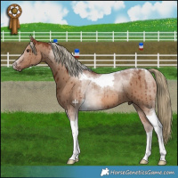 Horse Color:Red Dun Tobiano Brindle 