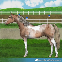 Horse Color:Red Dun Tobiano Brindle