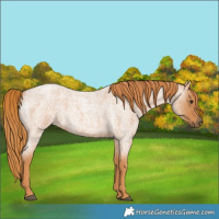 Horse Color:Red Roan 