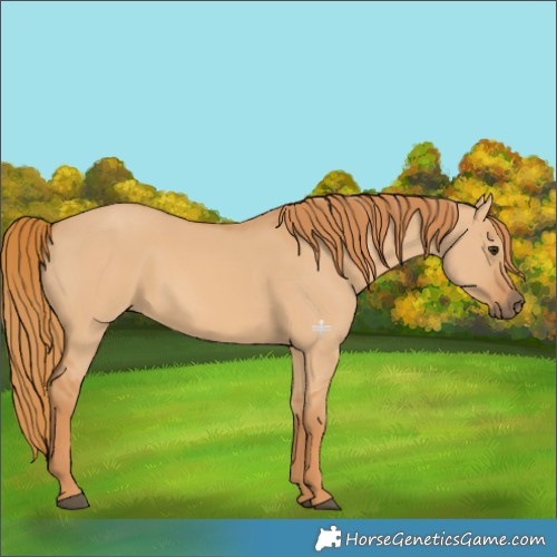 Horse Color:Red Dun 