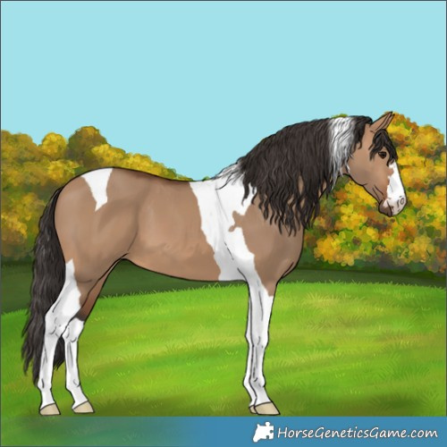 Horse Color:Bay Dun Tobiano 