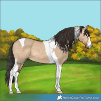 Horse Color:Bay Dun Tobiano 