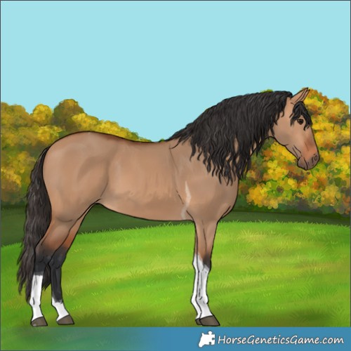 Horse Color:Bay Dun Tobiano 