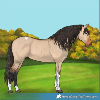 Horse Color:Bay Dun Tobiano 