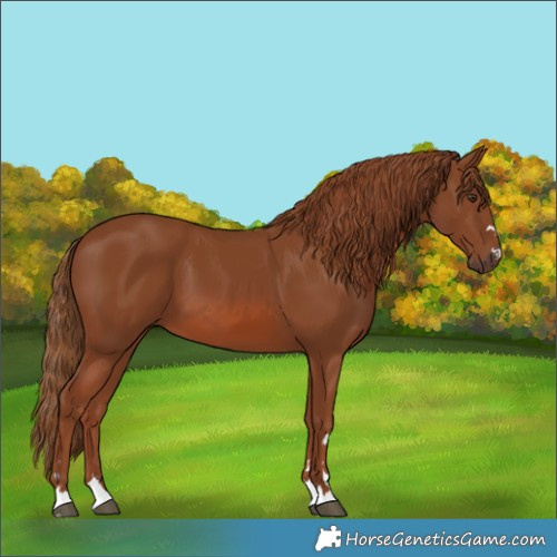 Horse Color:Chestnut 