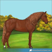 Horse Color:Chestnut 